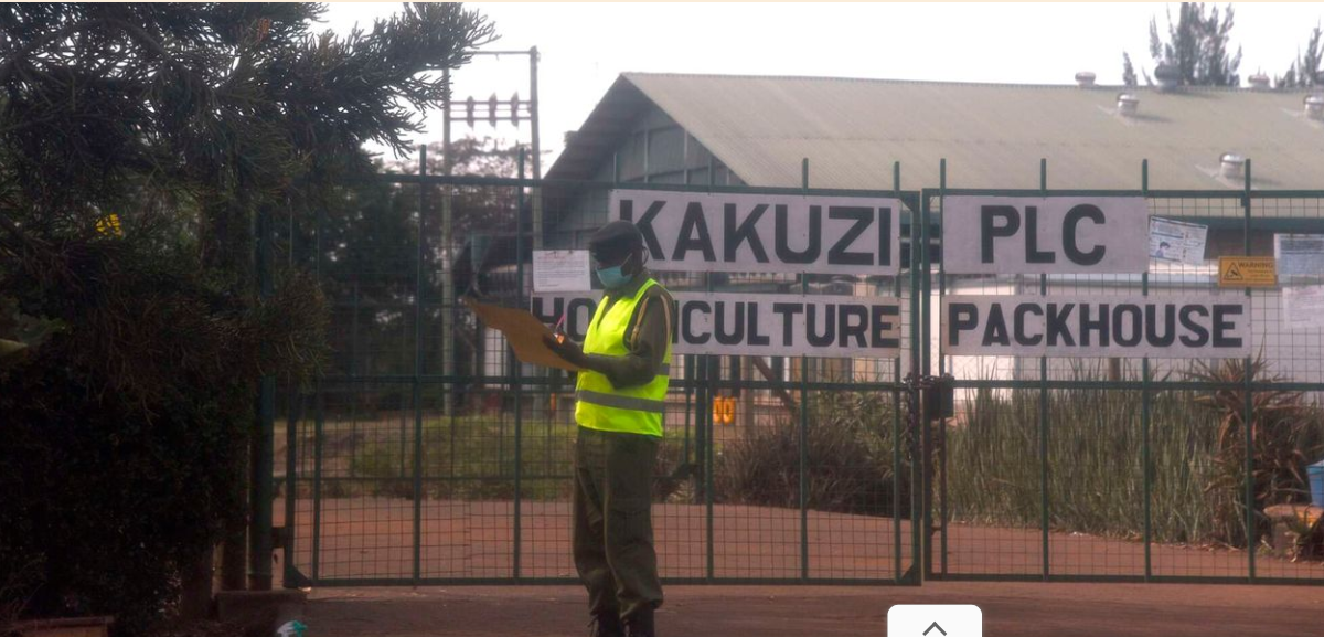 Kakuzi Warns Full-Year Profit Could Fall At Least 25% After Weak Avocado, Macadamia Sales.