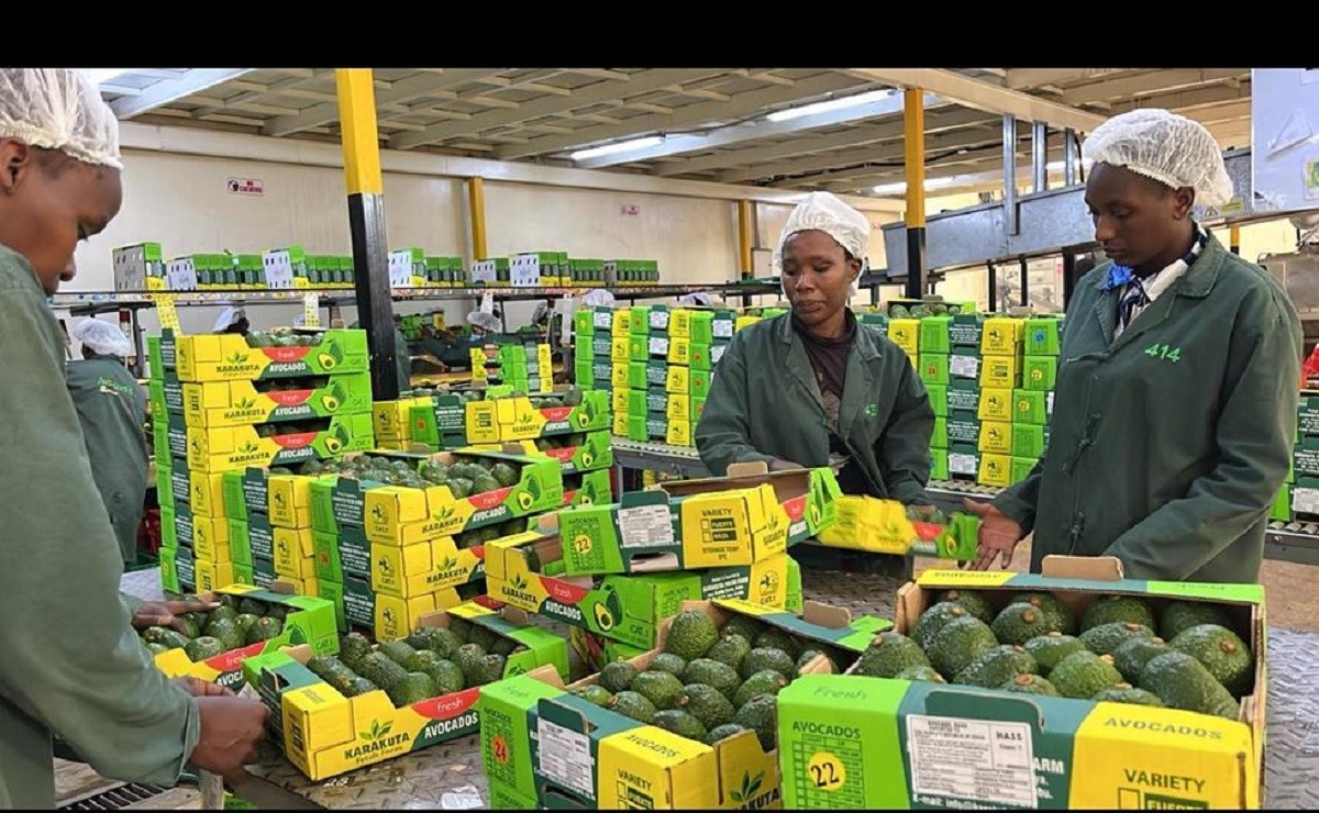 Kenyan Avocado Exporter Karakuta Fresh Produce Plans to list on the Nairobi Securities Exchange.