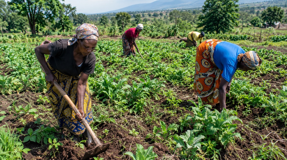 IFAD, Equity Group Launch $200 Million Climate Adaptation Finance Mechanism for East African Farmers.